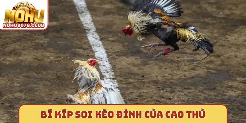 Bí kíp soi kèo đỉnh của cao thủ đá gà Nohu