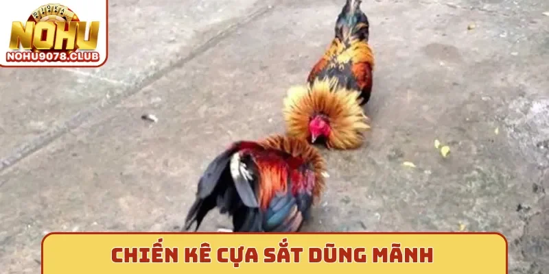 Chiến kê cựa sắt tại Nohu cực dũng mãnh